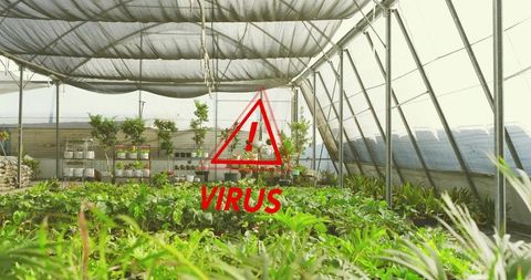 Red warning triangle indicating virus risk inside greenhouse with seedling trays
