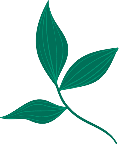 Elegant botanical branch with green leaves on transparent background