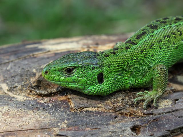Green lizard resting on a tree trunk in its natural habitat. Perfect for use in educational materials about reptiles and wildlife, conservation campaigns, or nature-themed content. Ideal for illustrating articles about forest ecosystems, animal behavior, or outdoor adventures.