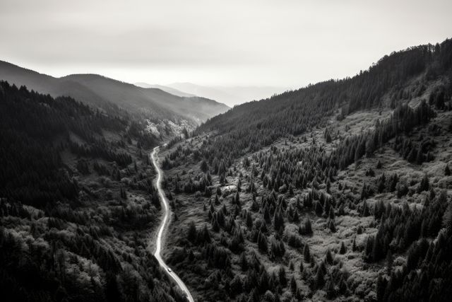 The photo shows a solitary road snaking through a densely forested mountain area, creating a sharp contrast before fading into the distance. This serene black and white landscape photo with its deep contrasts and tranquil aesthetics is perfect for adding a touch of dramatic calmness or highlighting natural beauty in travel blogs, nature magazines, or inspirational posters. It can also be used as a background image for websites and promotional materials aiming to evoke a sense of adventure or peace.