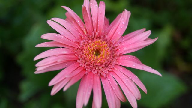 Close-up capture of pink gerbera daisy with detailed view of water droplets on petals. Ideal for nature-themed projects, botanical studies, gardening magazines, and floral decor.