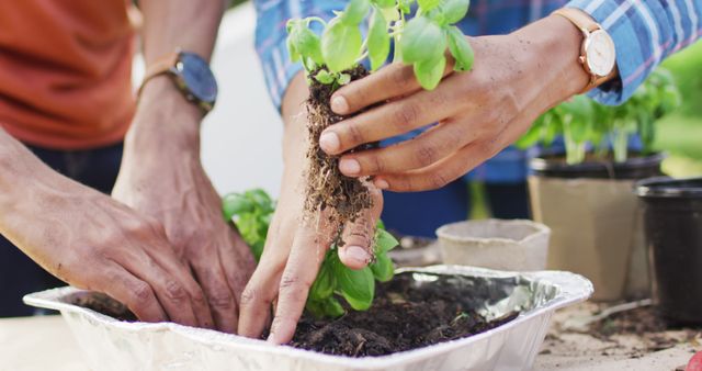 Hands of african american couple planting herbs in backyard. Lifestyle, relationship, spending free time together concept.