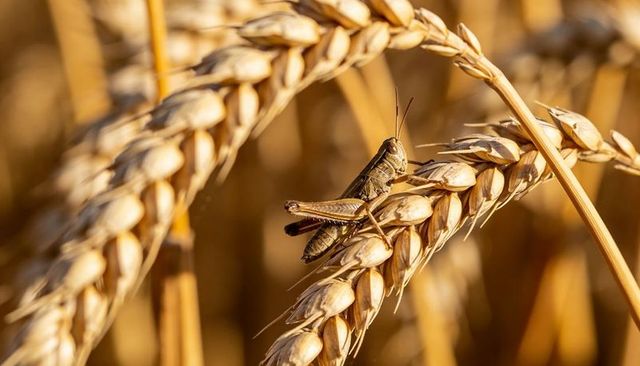 Sunlit grasshopper perching on diagonal wheat ear, golden macro crop detail