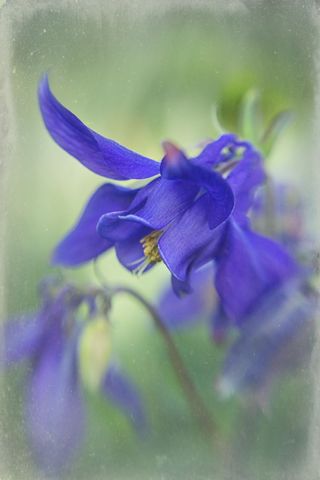 Ethereal Blue Columbine Flower in Soft Focus
