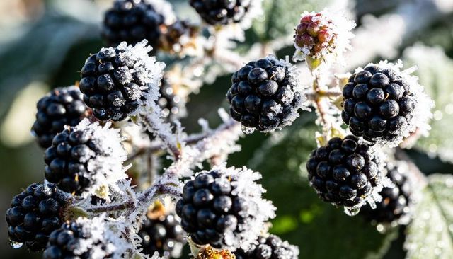 Frost-Covered Blackberries Sparkling with Dew on Thorny Bramble at Sunrise Macro