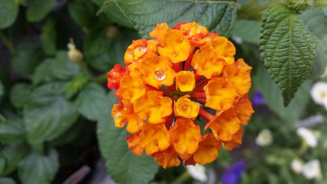 Close-up of a bright orange Lantana flower with distinct water droplets on its petals. Perfect for showcasing the beauty of flower photography, gardening inspiration, nature-themed projects, botanical studies, and vibrant home décor.