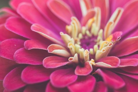 Blooming pink zinnia macro showing layered velvet petals and creamy yellow center