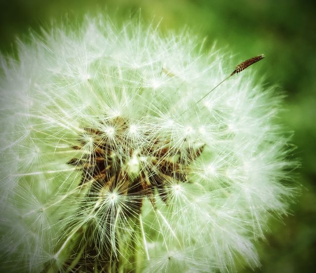 This close-up image showcases the soft, fluffy dandelion seed head against a blurred green background. Ideal for nature themes, environmental awareness campaigns, botanical illustrations, and seasonal projects emphasizing summer or spring's natural beauty.