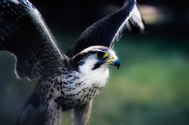 A detailed view of a falcon with wings spread wide, showcasing its powerful flight. Ideal for use in wildlife documentaries, educational content about birds, nature photography collections, and promotional materials focusing on strength, precision, and natural beauty.