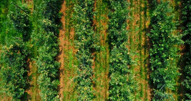 This top-down image depicts an orchard with evenly spaced rows of trees densely populated with green foliage. Ideal for promotional materials about organic farming, nature conservation, and agricultural practices. Can be also used for educational content related to horticulture and sustainable farming.