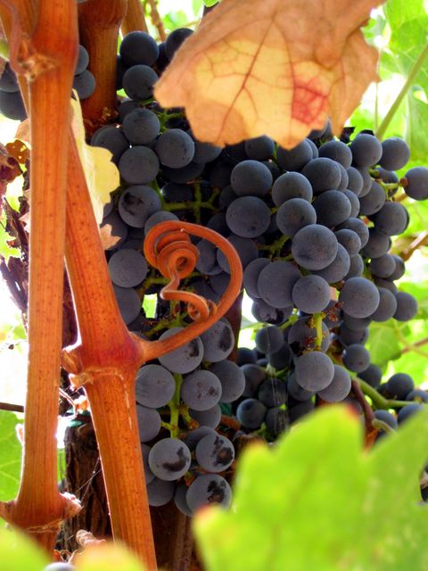 Close up view of vibrant purple grapes ripening on the vine surrounded by leaves in vineyard. The image showcases bunches of grapes ready for harvest, highlighting agricultural work. Useful for topics related to viticulture, wineries, fresh produce, organic farming, and nature's bounty.