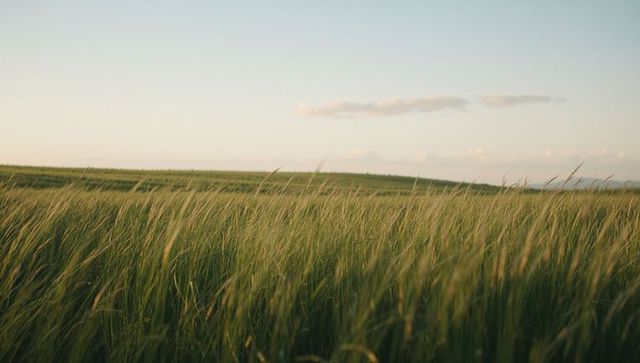Swaying tall grasses in golden hour meadow with pale sky and rolling horizon