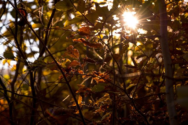 Golden Sunlight Shining Through Autumn Leaves in Forest - Download Free Stock Photos Pikwizard.com