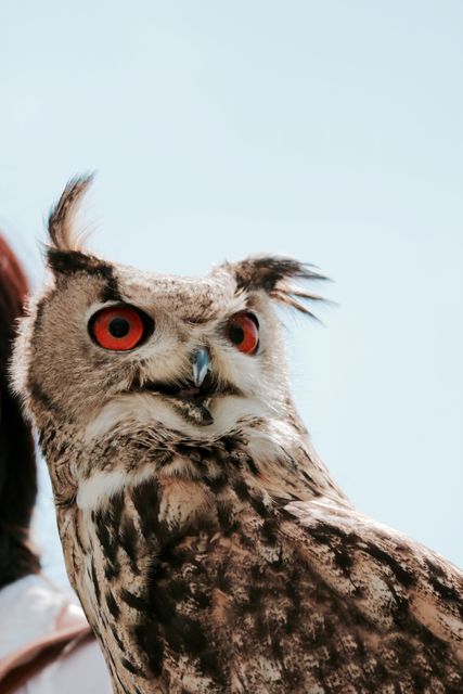 Majestic owl with bright red eyes posing against a clear sky. Ideal for use in wildlife documentaries, nature-themed presentations, educational materials about birds, and animal-focused advertising campaigns.