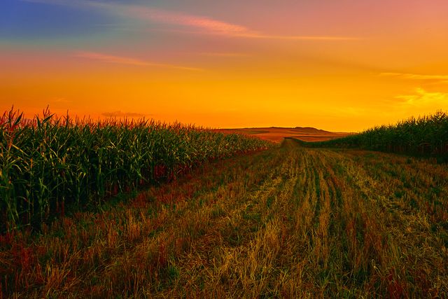 Vividly colorful sunset shining over an expansive cornfield with lush green stalks. Majestic colors of twilight create warm ambiance in rural landscape perfect for use in agricultural blogs, travel websites, nature photography portfolios, or farming themed presentations.