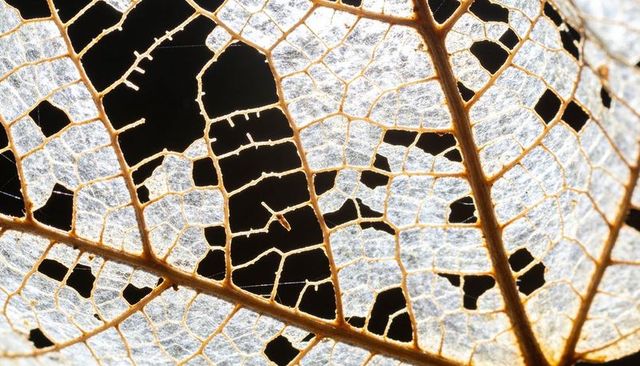 Backlit skeleton leaf macro showing delicate venation and translucent lattice structure