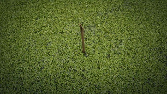 Standing wooden stake piercing dense duckweed mat on still pond surface, aerial top-down