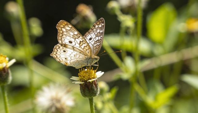 Butterfly feeding on wild daisy in sunlit meadow