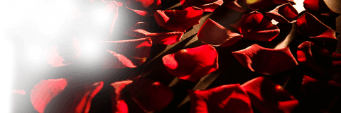 Natural romantic red rose petals with dramatic light transparency