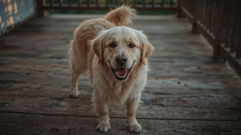 Smiling golden retriever barking dog on rustic wooden porch