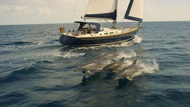 Sailboat cruising with pod of bottlenose dolphins riding bow wake on open ocean