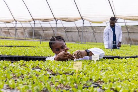 African american scientists studying plant growth in greenhouse