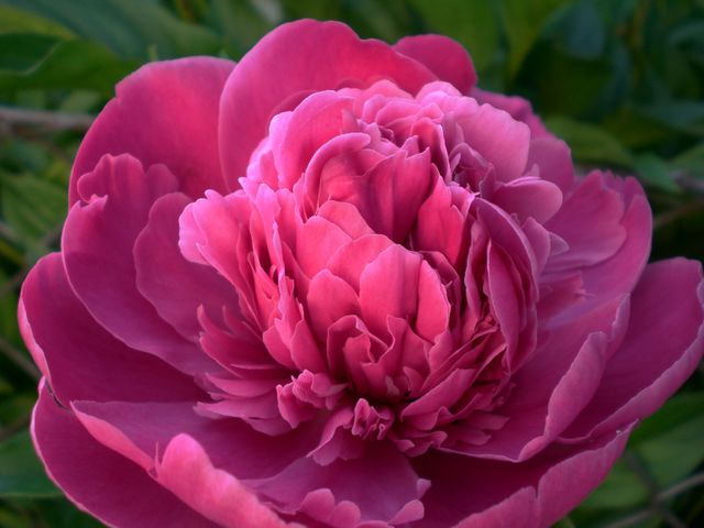 Deep Pink Peony Flower Blooming in Garden - Download Free Stock Photos Pikwizard.com