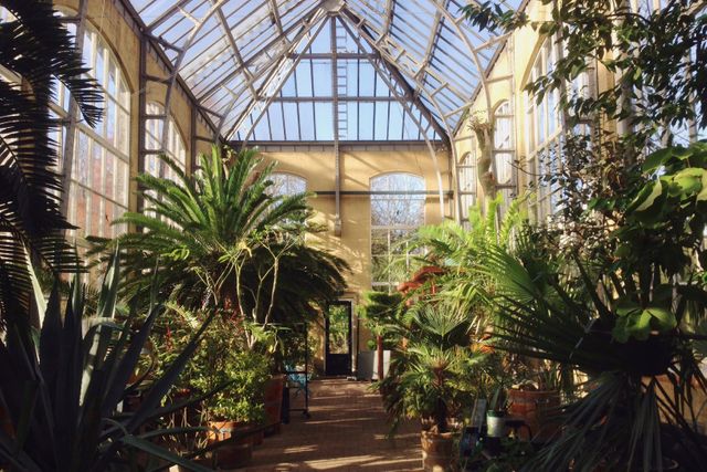 A bright indoor greenhouse filled with various tropical plants and palm trees. Warm sunlight pours through the large windows, illuminating the greenery. Suitable for showcasing botanical collections, plant care, or conservatory designs.