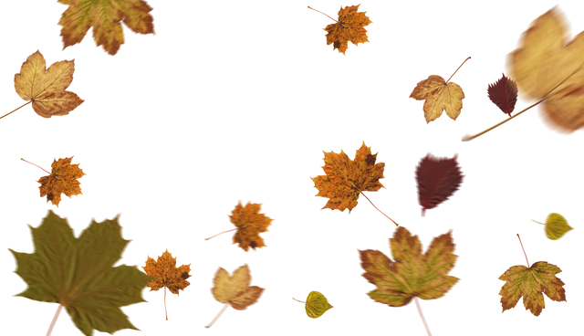 Floating Autumn Leaves Illustration on Transparent Background - Download Free Stock Videos Pikwizard.com