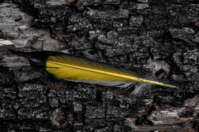 Yellow bird feather lying on dark tree bark, highlighting contrast between delicate feather and rough bark. Ideal for nature themes, textures, and backgrounds in design projects, environmental campaigns, and educational materials.
