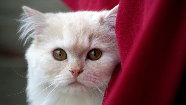 Close-up of Fluffy White Persian Cat with Red Blanket - Download Free Stock Photos Pikwizard.com