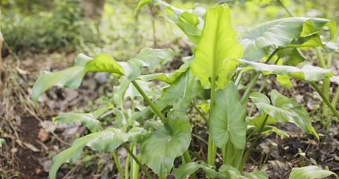 Broad heart-shaped leaves growing in shaded forest understory with lush green foliage