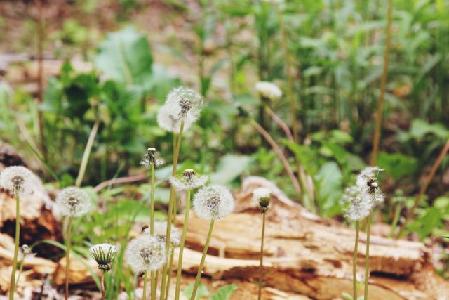 Dandelion Seed Heads in Natural Forest Clearing - Download Free Stock Photos Pikwizard.com