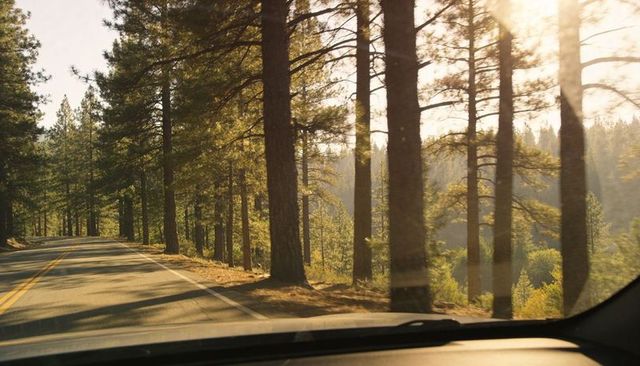 Driving through sunlit pine forest on winding two-lane road at golden hour