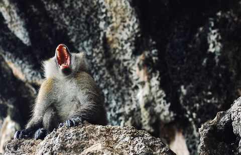 Fierce monkey yawning in rocky habitat
