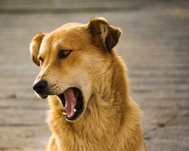 Brown dog yawning outdoors, captured in natural light; can be used for pet care content, articles about dog behavior, or advertisements for pet products.