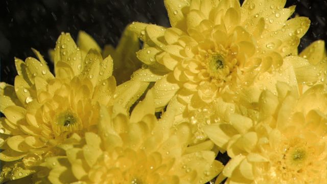 Vivid yellow chrysanthemums glistening under a slow motion soak bring natural beauty and vitality. Water droplets enhance their rich color and delicate petals. Perfect for themes of nature, gardening, horticulture, and freshness, promoting wellness or seasonal celebrations.