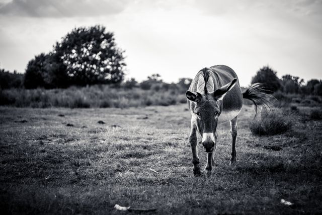 Black and white image capturing a donkey standing in a vast field, suggesting rural and serene atmosphere. Suitable for use in agricultural advertisements, nature appreciation content, and stock for articles related to farm life or wildlife.
