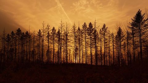 Sunrise silhouetting tall pine trunks creating vertical rhythm with contrail glow