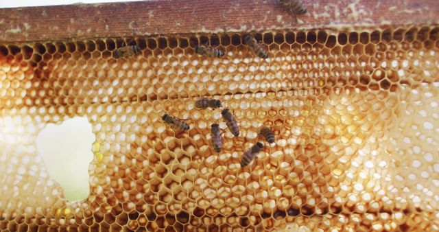 Close-up view of bees on honeycomb. Ideal for topics related to beekeeping, nature, and agricultural practices. Useful for illustrating articles or educational content about bees, honey production, and the importance of pollinators in ecosystems.
