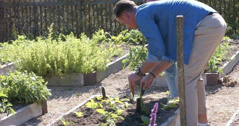 Man planting seedlings in sunlit backyard raised garden beds using hand trowel
