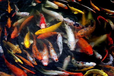 Colorful koi fish swimming in a vibrant pond