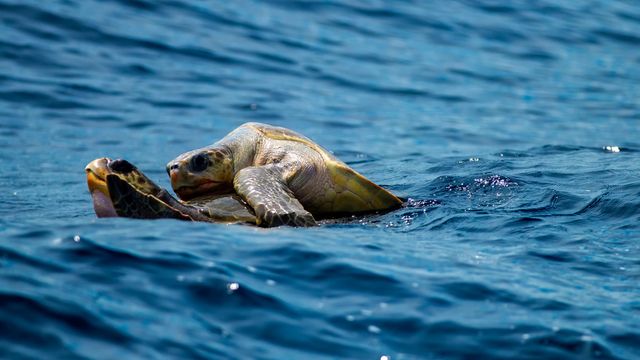 Turtle Swimming in Lake - Download Free Stock Photos Pikwizard.com