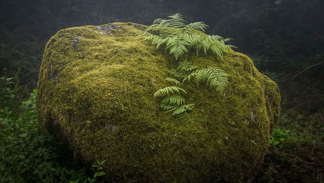 Moss-covered boulder with fern fronds in misty woodland