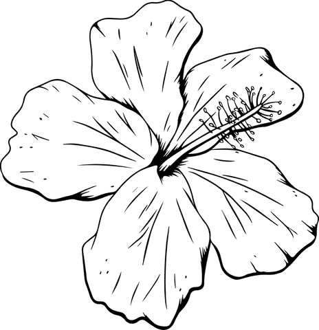 Stylized hibiscus bloom outline on transparent background