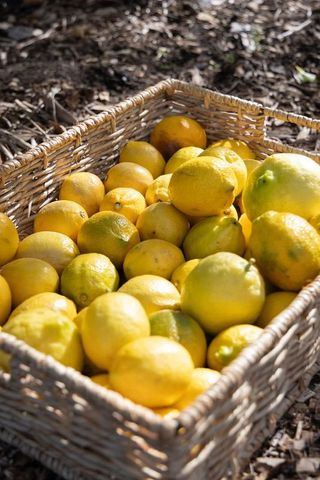 Sunlit wicker basket holding freshly picked lemons on rustic garden ground