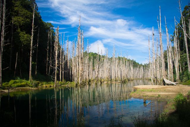 Tall trees stand in a calm pond, reflecting perfectly in the clear water under a blue sky. Ideal for use in nature retreats, travel blogs, mindfulness promotion, and environmental conservation campaigns.