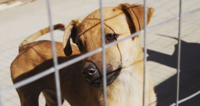 A sad and lonely dog looking through a metal fence enclosure at an animal shelter. This photo can be used for promoting pet adoption, raising awareness about animal shelters, highlighting the importance of humane pet treatment, or for campaigns advocating for animal rights.