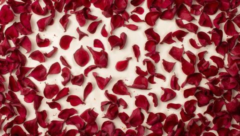 Scattering deep red rose petals across white surface for romantic texture and design