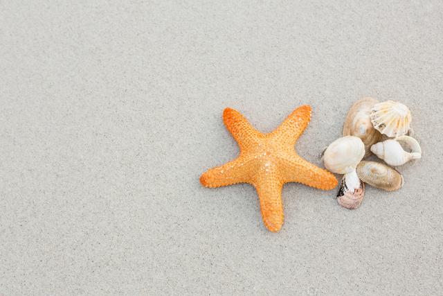 Starfish and Shells on Sandy Beach for Summer Vacation Themes - Download Free Stock Photos Pikwizard.com